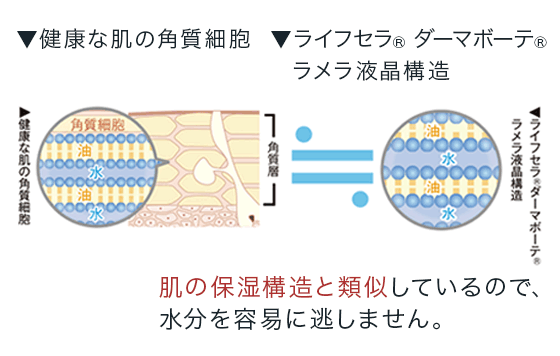 肌の保湿構造と類似しているので、水分を容易に逃がしません。