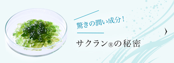 驚きの潤い成分！ サクランの秘密